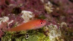 'Red small fish' from Lembeh. Taken with Olympus E-20 in ... by Istvan Juhasz 
